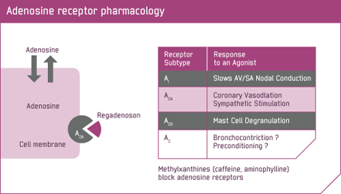 Adenosine receptor pharmacology